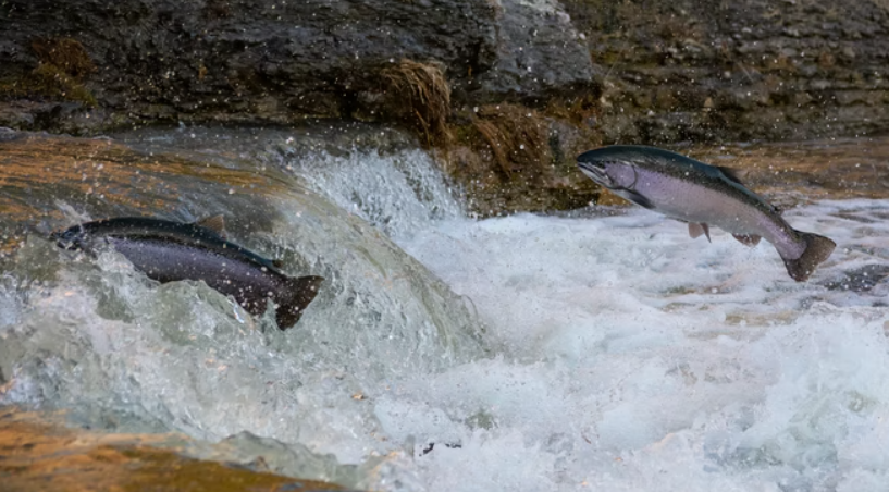 Will UK act to save salmon?