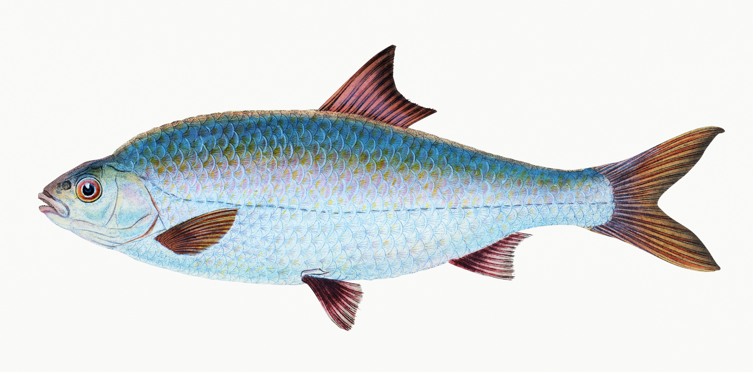 Roach (Cyprinus Rutilus) illustration from The Natural History o