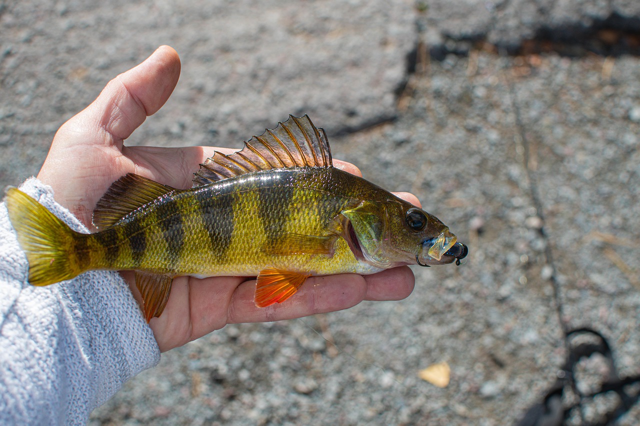 fish-5643553_1280