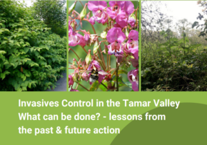 Invasives Control in the Tamar valley. What can be done? - Lessons from the past and future actions @ Tamar Valley Centre