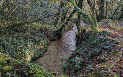 Nature Recovery Plans at Bokiddick Wet Woodland
