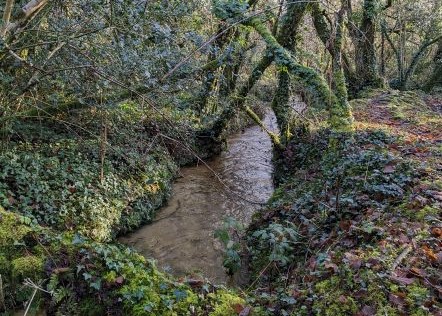 Nature Recovery Plans at Bokiddick Wet Woodland