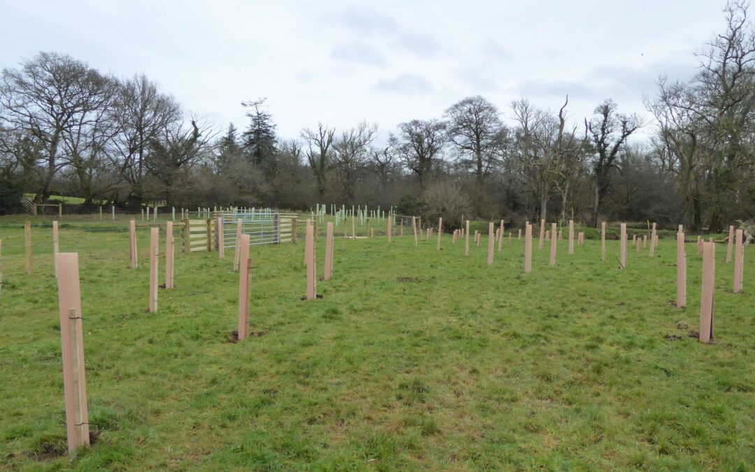 First ‘Water for Woodland’ Trees Planted in the Westcountry