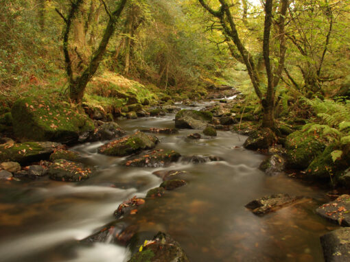 Rapid Response Catchments