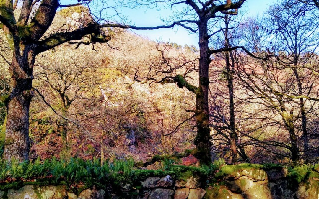 Dartmoor’s Temperate Rainforests