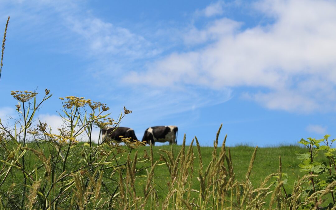 cows grazing in green field with blue sky