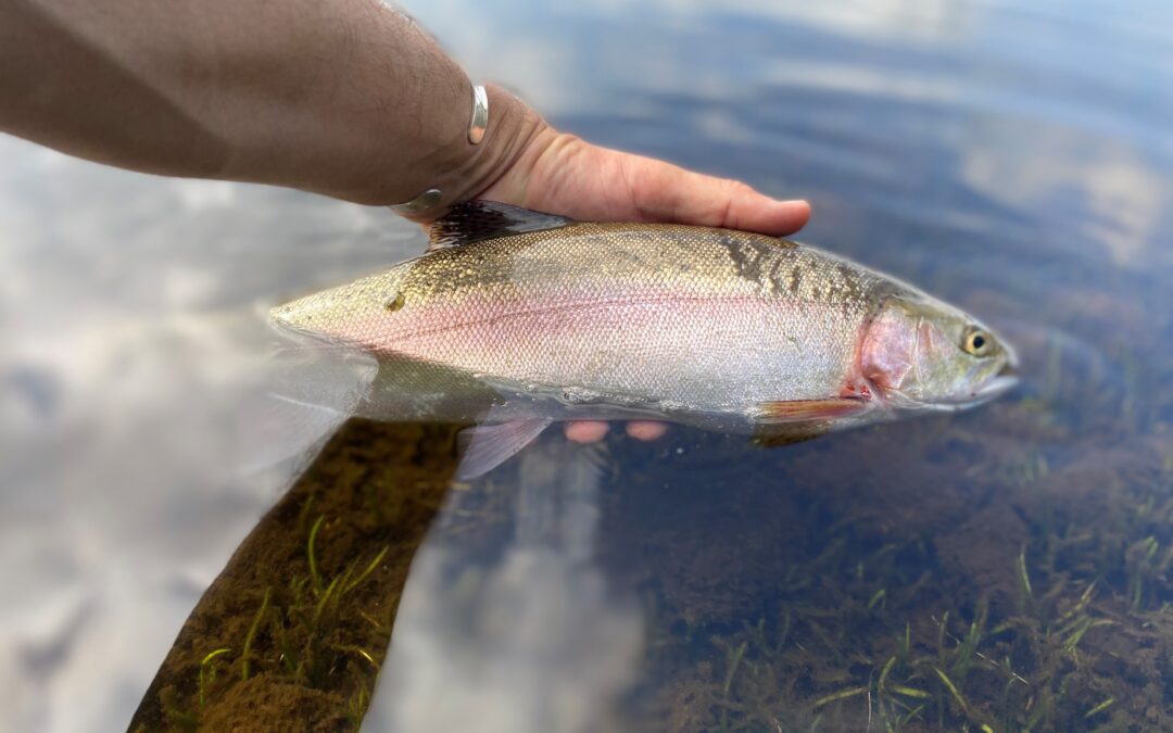 SW Lakes Trout Fisheries Report – Sept 2023