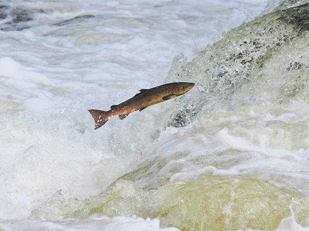 An Atlantic salmon (Salmo salar) attempts to navigate a weir on the River Teign.