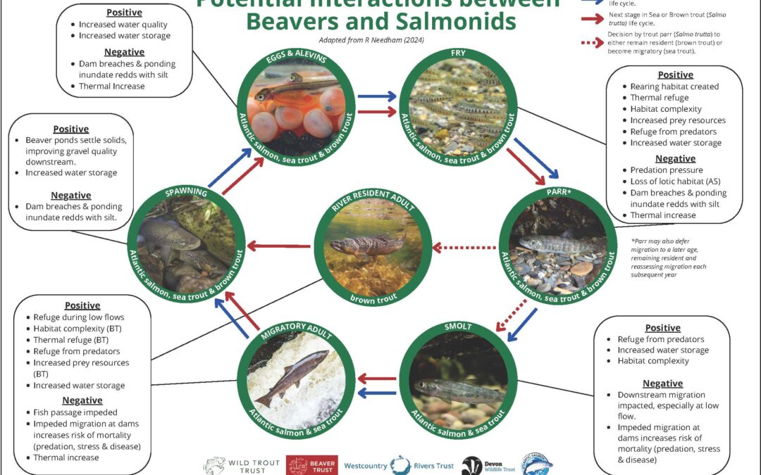 diagram of beaver and fish interaction