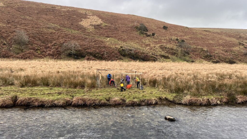 Planting native broadleaf trees