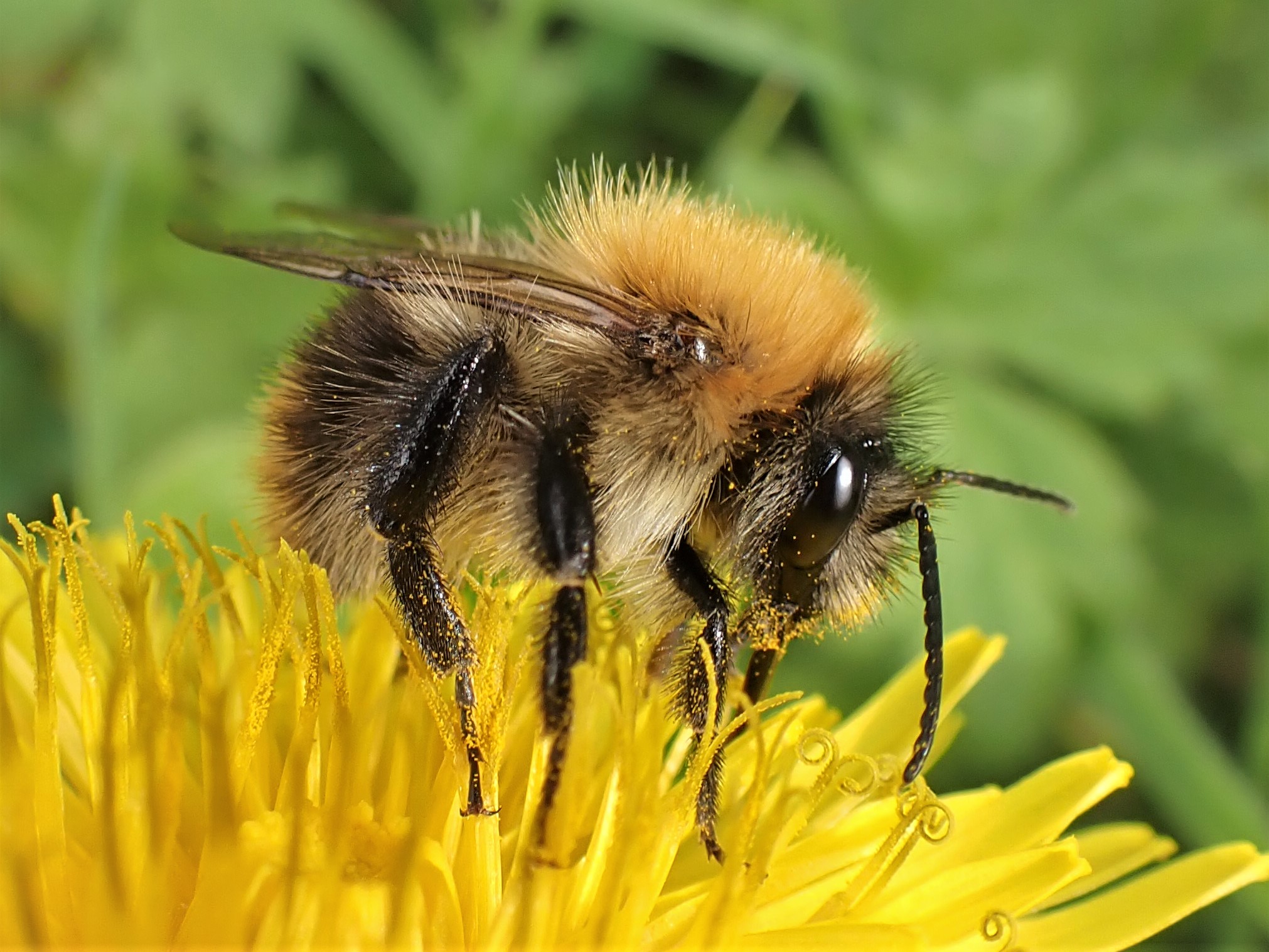 Farm Net Zero - Ecology and Nature Recovery