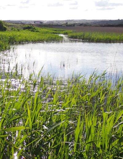 Farm Net Zero - Ecology and Nature Recovery