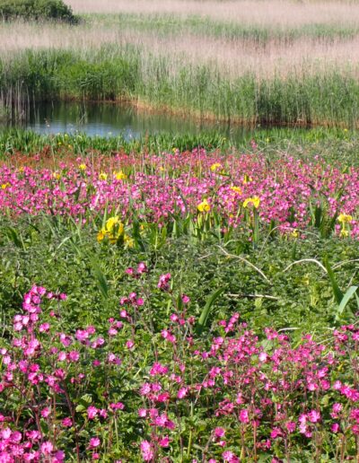 Farm Net Zero - Ecology and Nature Recovery
