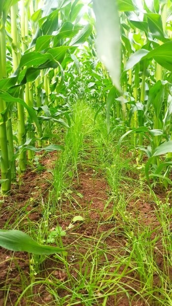 Water Restoration Fund