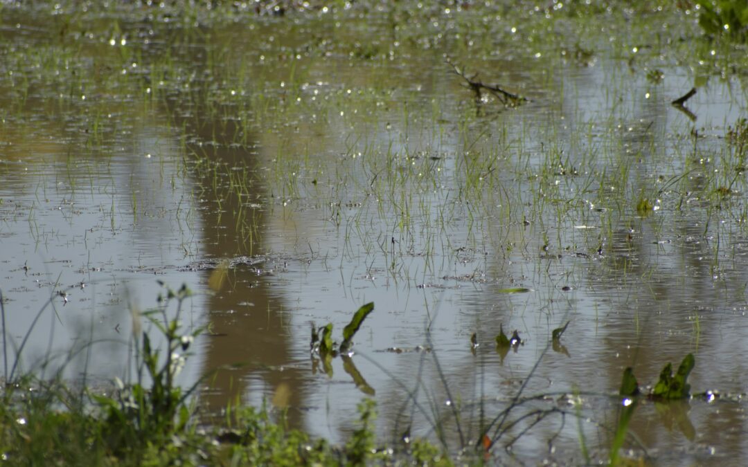 From Drought to Deluge: The Case for Dual-Purpose Landscape Management