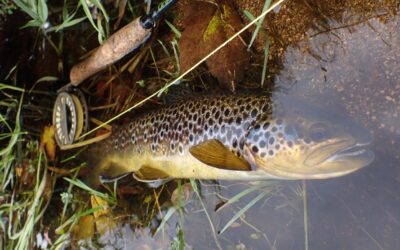 Fish Pass App Expands with New Team and New Beats