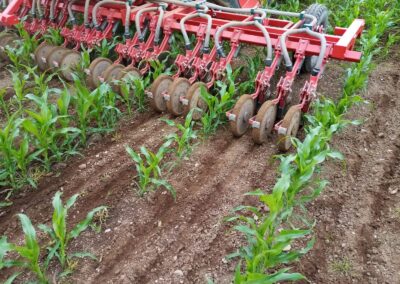 Maize under sowing
