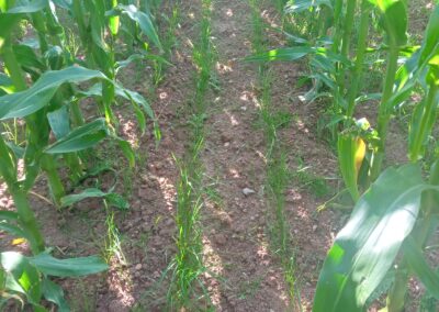 Maize under sown with grass