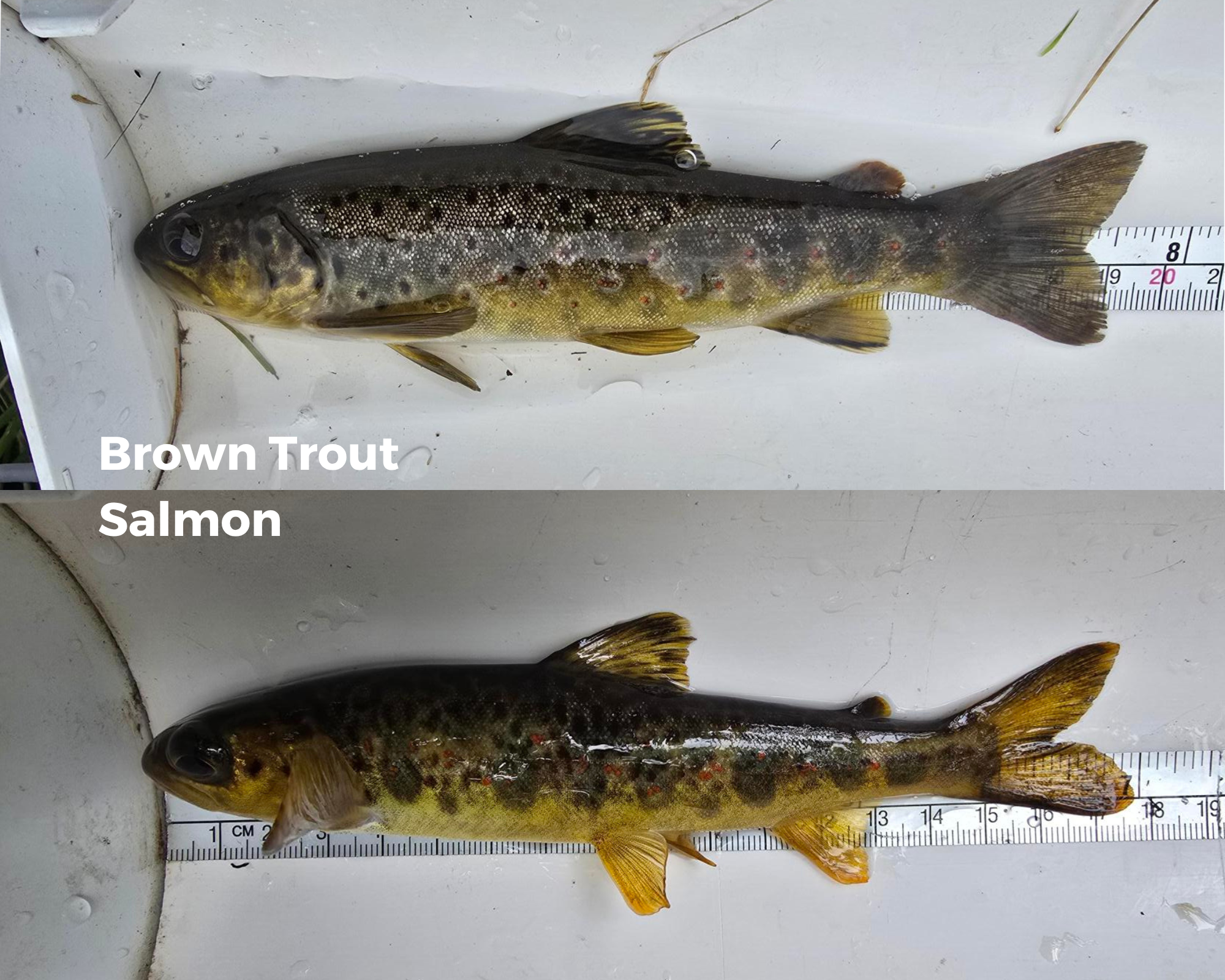 2025 Electrofishing season