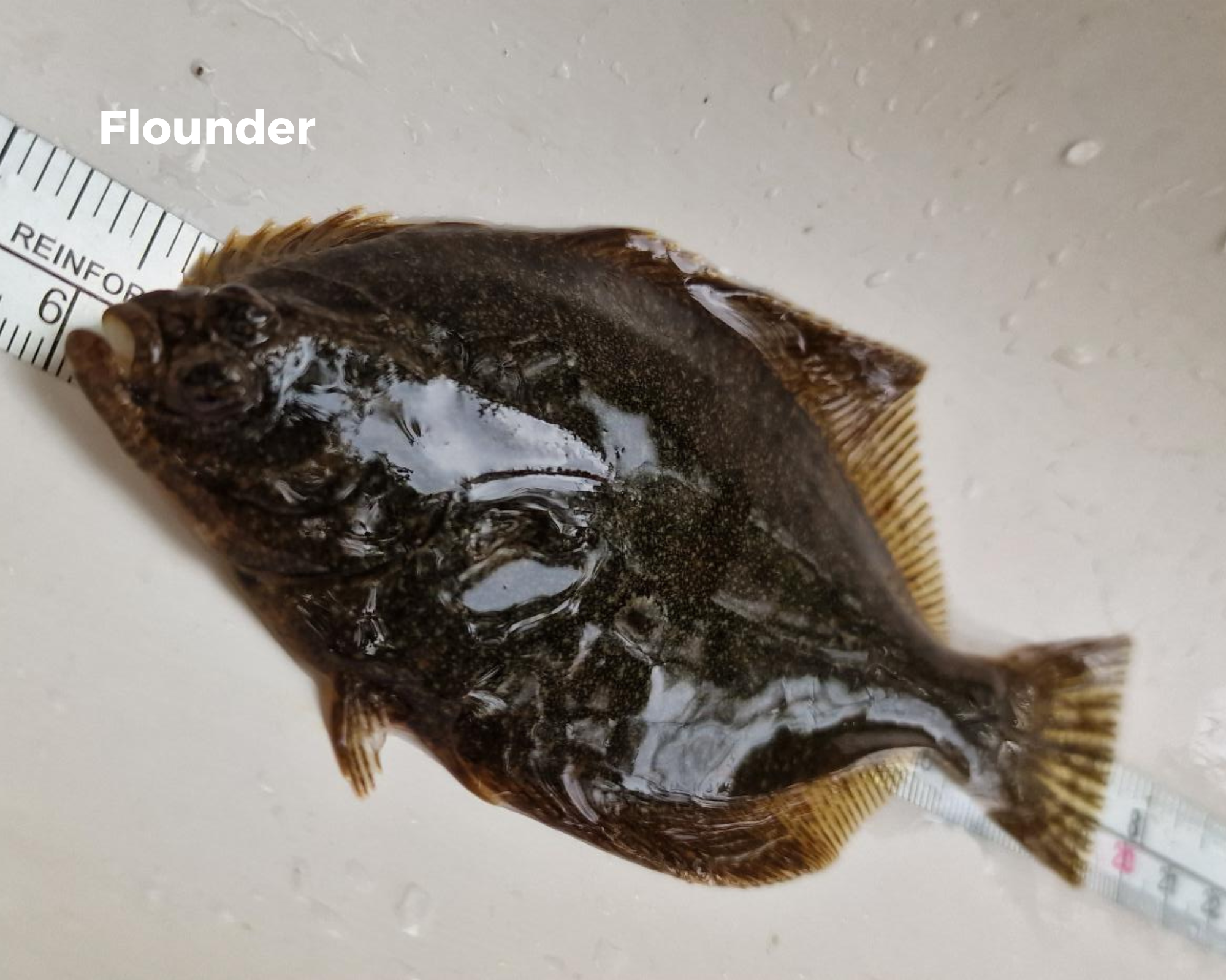 2025 Electrofishing season