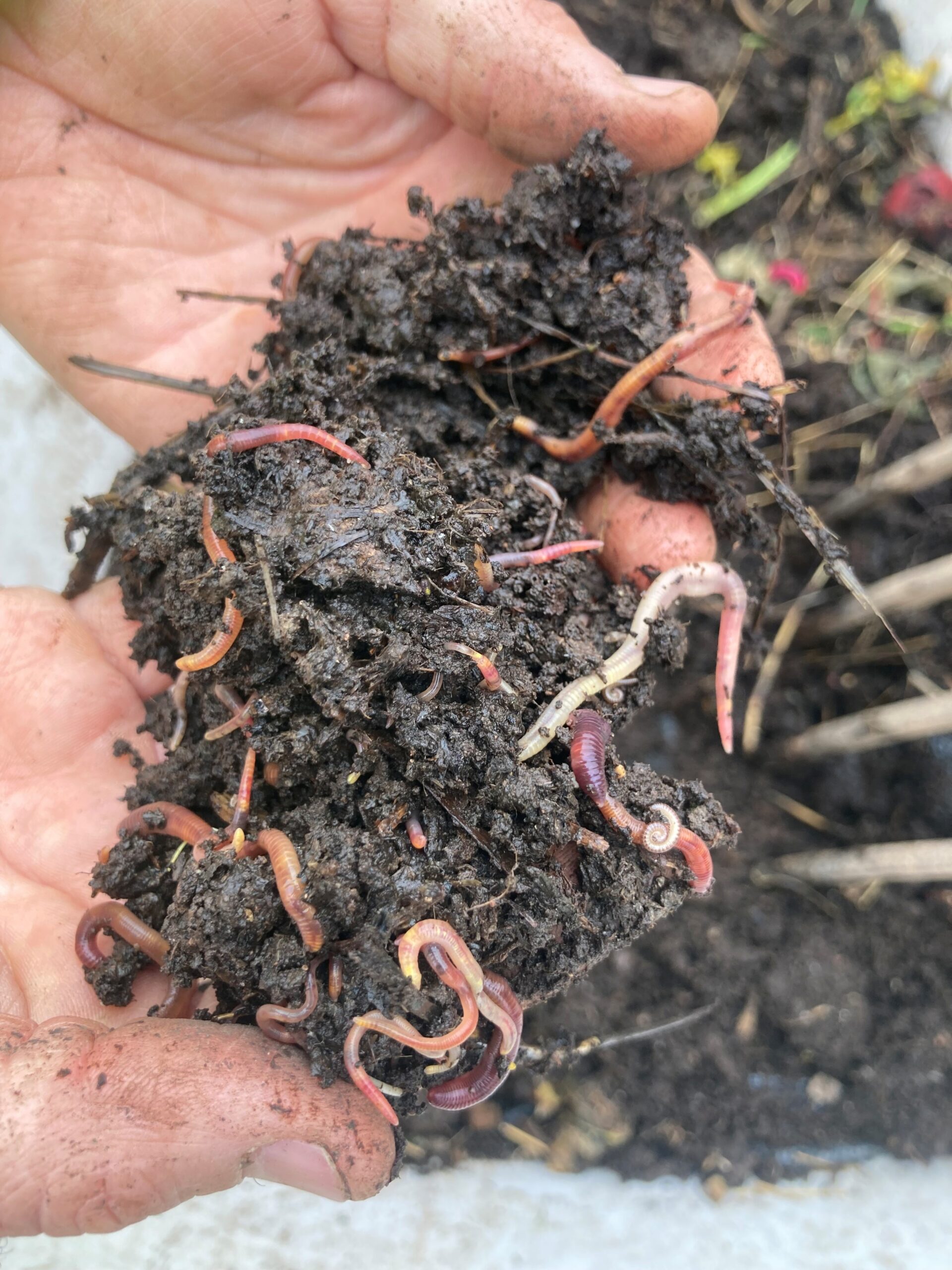 Musical celebration of farming