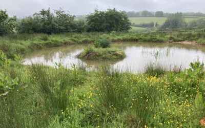 Come rain or shine. Nature-based solutions need farmers, but are farmers ready to be partner?