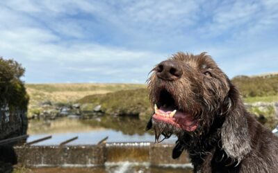 Open letter on the threat of fipronil and imidacloprid to the environment