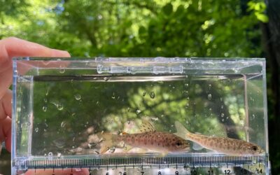 2025 Fisheries Monitoring