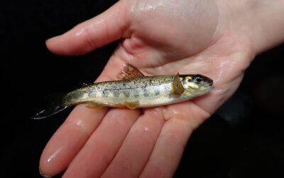 Meet Salmo salar calcariensis, possibly Britain’s newest salmon sub-species